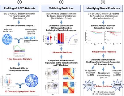 PTCH1 and CTNNB1 emerge as pivotal predictors of resistance to neoadjuvant chemotherapy in ER+/HER2- breast cancer